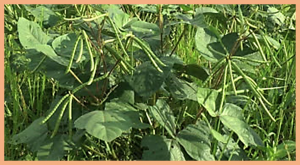 Transcriptomic and biochemical analyses of the accumulation of sucrose in mungbean (Vigna radiata (L.) Wilczek) leaves after pod removal