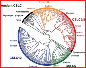 The synthesis of xyloglucan, an abundant plant cell wall polysaccharide, requires CSLC function