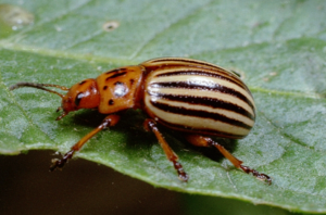 Mapping Solanum chacoense mediated Colorado potato beetle (Leptinotarsa decemlineata) resistance in a self-compatible F2 diploid population