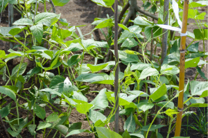 Ghana`s Scientists to Seek Commercial Approval for GE Cowpea