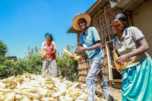 New Study: CGIAR Innovations Reach Nearly 80 Percent of Ethiopia`s Rural Households