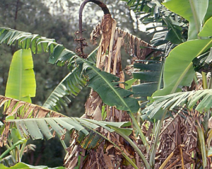 Genetic mapping of Fusarium wilt resistance in a wild banana Musa acuminata ssp. malaccensis accession