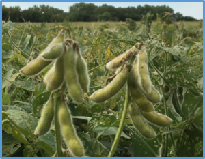 Progresses, Challenges, and Prospects of Genome Editing in Soybean ( Glycine max)
