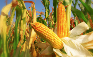 Silicon mediated improvement in the growth and ion homeostasis by decreasing Na + uptake in maize (Zea mays L.) cultivars exposed to salinity stress