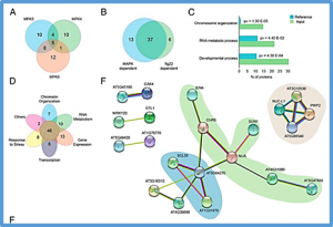 Chromatin phosphoproteomics unravels a function for AT-hook motif nuclear localized protein AHL13 in PAMP-triggered immunity