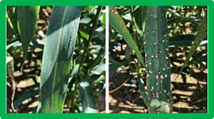 Identification of QTL for resistance to leaf blast in foxtail millet by genome re-sequencing analysis