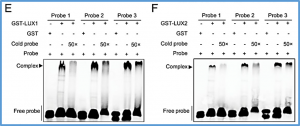A critical role of the soybean evening complex in the control of photoperiod sensitivity and adaptation