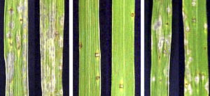 Pathogenicity of Isolates of the Rice Blast Pathogen ( Pyricularia oryzae) From Indonesia