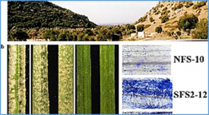 Genetic mapping of a novel powdery mildew resistance gene in wild emmer wheat from &ldquo;Evolution Canyon&rdquo; in Mt. Carmel Israel