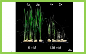 DNA hypomethylation in tetraploid rice potentiates stress-responsive gene expression for salt tolerance