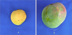 The `Tommy Atkins` mango genome reveals candidate genes for fruit quality