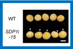 Soybean (Glycine max L.) triacyl glycerol lipase GmSDP1 regulates the quality and quantity of seed oil.
