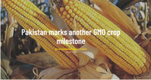 GM crops aid transition of pakistan from subsistence to commercial farming