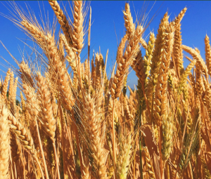 Three Wheat Genes Linked to Yield Gains