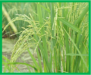 Effective identification of CRISPR/Cas9-induced and naturally occurred mutations in rice using a multiplex ligation-dependent probe amplification-based method