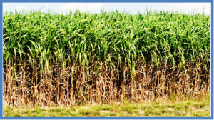 Zero-Waste Plants Being Developed