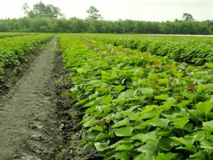 Genome-wide association study identified candidate genes controlling continuous storage root formation and bulking in hexaploid sweetpotato.