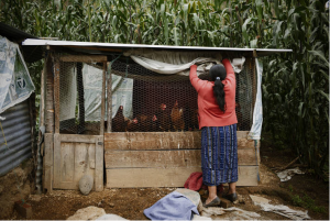 FAO and the Community of Portuguese Language Countries launch new Training Centre for Sustainable Family Farming