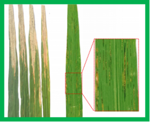 Resistance Genes and Their Interactions With Bacterial Blight/Leaf Streak Pathogens (Xanthomonas oryzae) in Rice (Oryza sativa L.)-an Updated Review