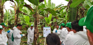 FAO and partners intensify efforts to help countries combat banana disease threat