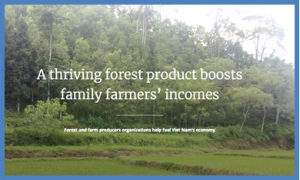 Viet Nam`s family cinnamon producers