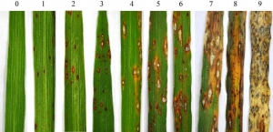 Study Pinpoints an NLR Gene that Confers Partial Resistance to Rice Blast Fungus