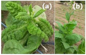 Molecular and biological characterization of Chilli leaf curl virus and associated Tomato leaf curl betasatellite infecting tobacco in Oman.