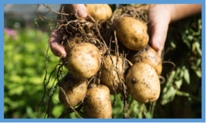Scientists Use TALENs for Targeted Genome Editing of Potato