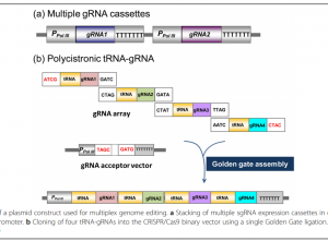 How to Start Your Monocot CRISPR/Cas Project: Plasmid Design, Efficiency Detection, and Offspring Analysis