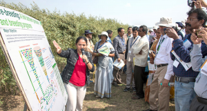Pre-breeding efforts for better traits in pigeonpea