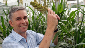 Gene-editing Increases Sorghum`s Protein Content