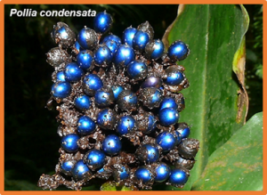 Cell wall composition determines handedness reversal in helicoidal cellulose architectures of Pollia condensata fruits