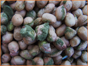 Identification of candidate genes associated with resistance to aflatoxin production in peanut through genetic mapping and transcriptome analysis