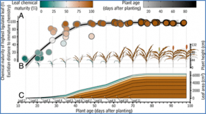 A co-opted steroid synthesis gene, maintained in sorghum but not maize, is associated with a divergence in leaf wax chemistry