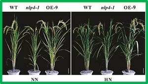 Rice NIN-LIKE PROTEIN 4 plays a pivotal role in nitrogen use efficiency