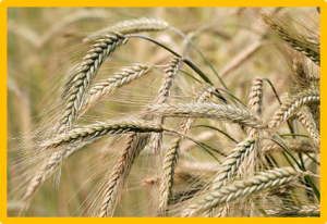 Genomic prediction models trained with historical records enable populating the German ex situ genebank bio-digital resource center of barley (Hordeum sp.) with information on resistances to soilborne barley mosaic viruses