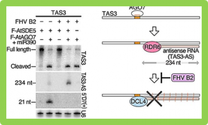 Cell-free reconstitution reveals the molecular mechanisms for the initiation of secondary siRNA biogenesis in plants