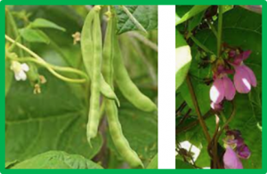 A methyl esterase 1 (PvMES1) promotes the salicylic acid pathway and enhances Fusarium wilt resistance in common beans