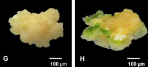 CRISPR/Cas9-mediated genome editing in rice cv. IPB3S results in a semi-dwarf phenotypic mutant