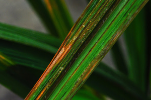 Identification and analysis of miRNA - mRNA regulatory modules associated with resistance to bacterial leaf streak in rice