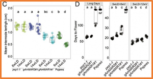 Transposition and duplication of MADS-domain transcription factor genes in annual and perennial Arabis species modulates flowering