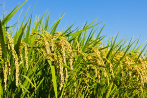 Transporters and transcription factors gene families involved in improving nitrogen use efficiency (NUE) and assimilation in rice (Oryza sativa L.)