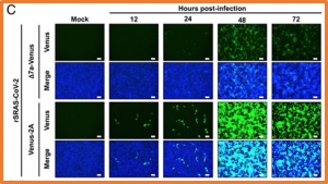 Analysis of SARS-CoV-2 infection dynamic in vivo using reporter-expressing viruses