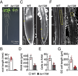 Arabidopsis TBP-ASSOCIATED FACTOR 12 ortholog NOBIRO6 controls root elongation with unfolded protein response cofactor activity