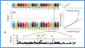 GmAOC4 modulates seed germination by regulating JA biosynthesis in soybean