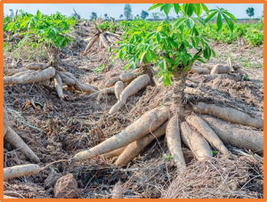 MeSPL9 attenuates drought resistance by regulating JA signaling and protectant metabolite contents in cassava