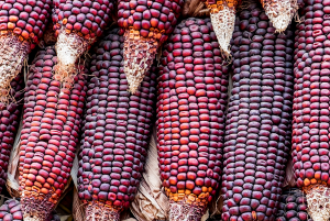 Gradual domestication of root traits in the earliest maize from Tehuac&aacute;n