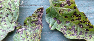 The Sm gene conferring resistance to gray leaf spot disease encodes an NBS-LRR (nucleotide-binding site-leucine-rich repeat) plant resistance protein in tomato