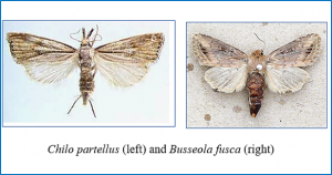 Performance of Bt maize event MON810 in controlling maize stem borers Chilo partellus and Busseola fusca in Uganda