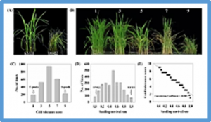 OsWRKY115 on qCT7 links to cold tolerance in rice
